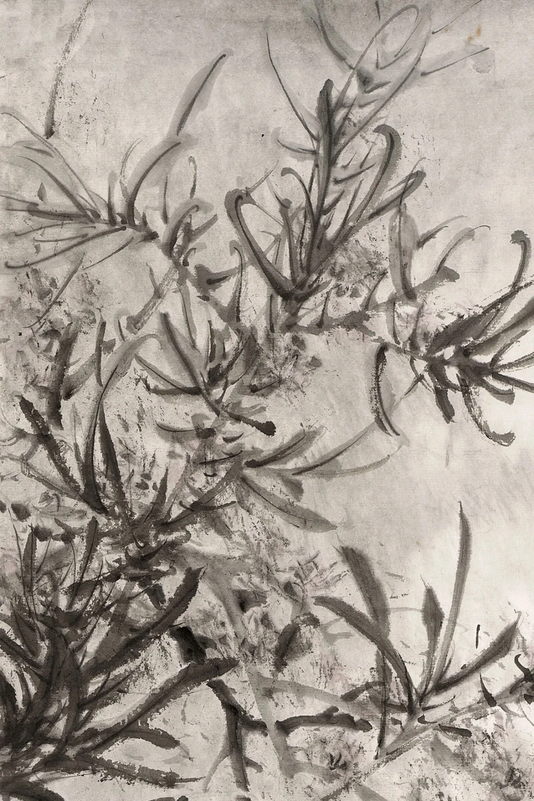 滉堂墨记｜相思树，忆写福清所见