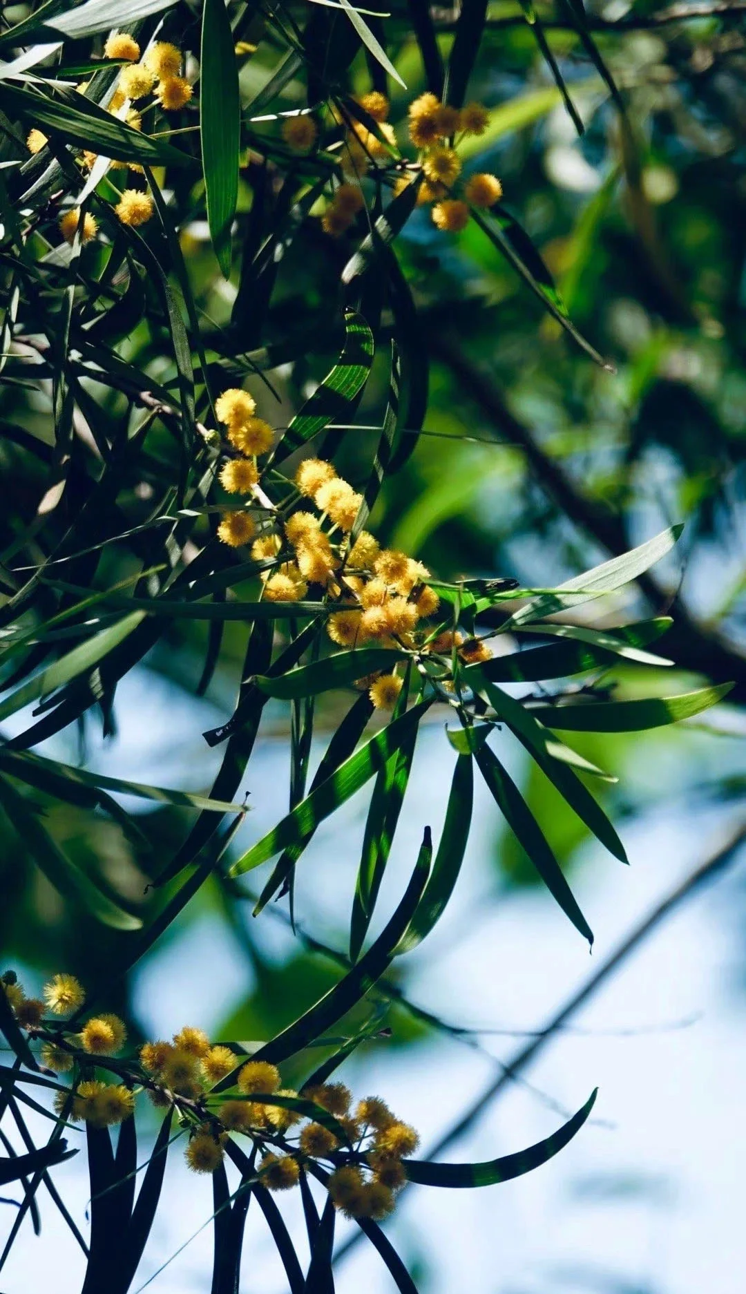 滉堂墨记｜相思树，忆写福清所见