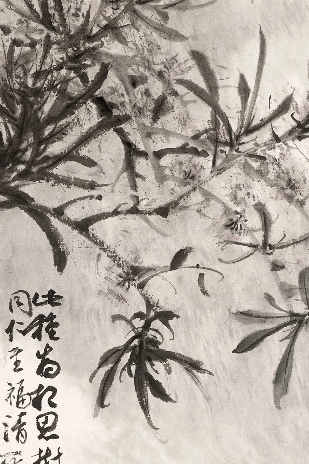 滉堂墨记｜相思树，忆写福清所见