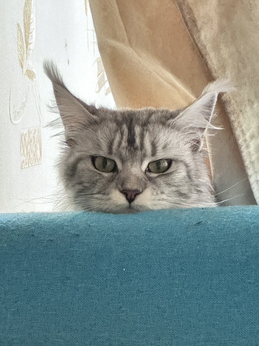 长安区招聘！！！