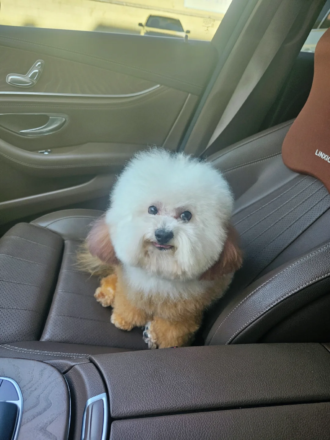 郑州地区，带血统，爆毛比熊聘妻！