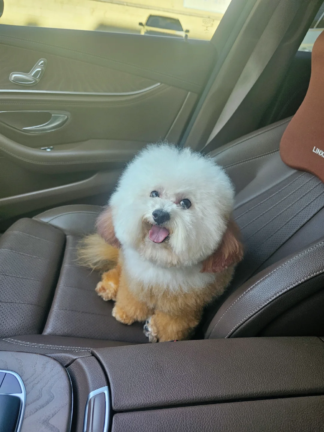 郑州地区，带血统，爆毛比熊聘妻！