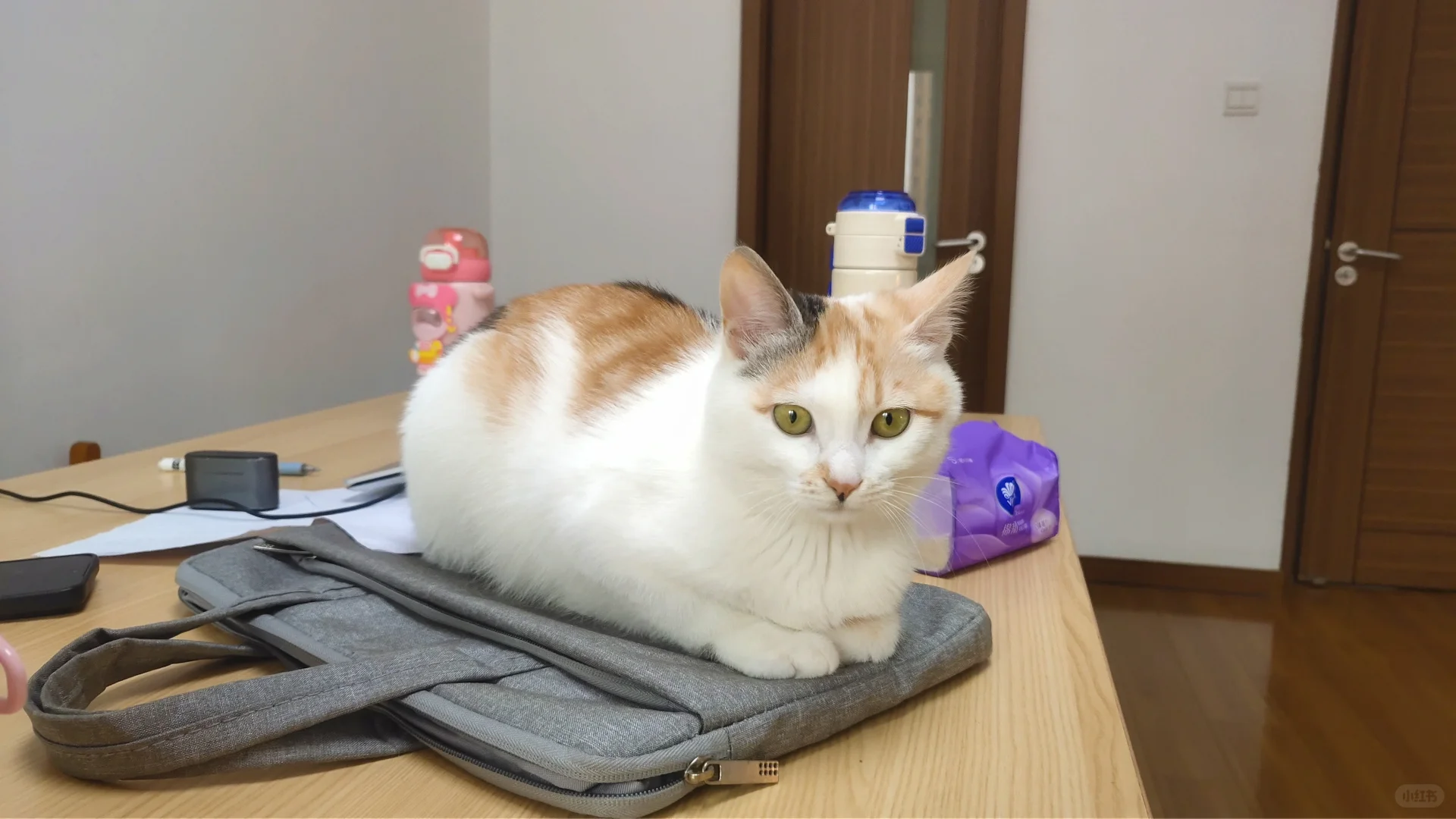 初创业公司来个守家文员！我们新增岗位了