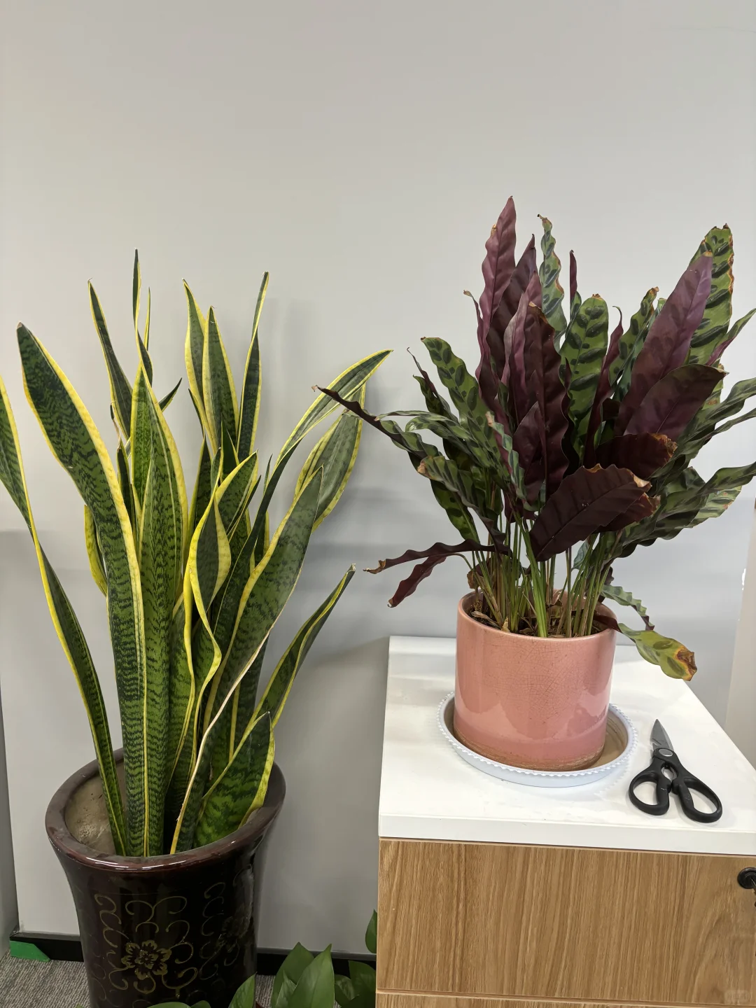 回西安了！这样安静的办公氛围你喜欢吗