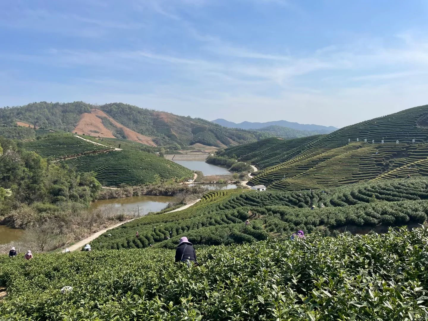 采茶大量招人啦