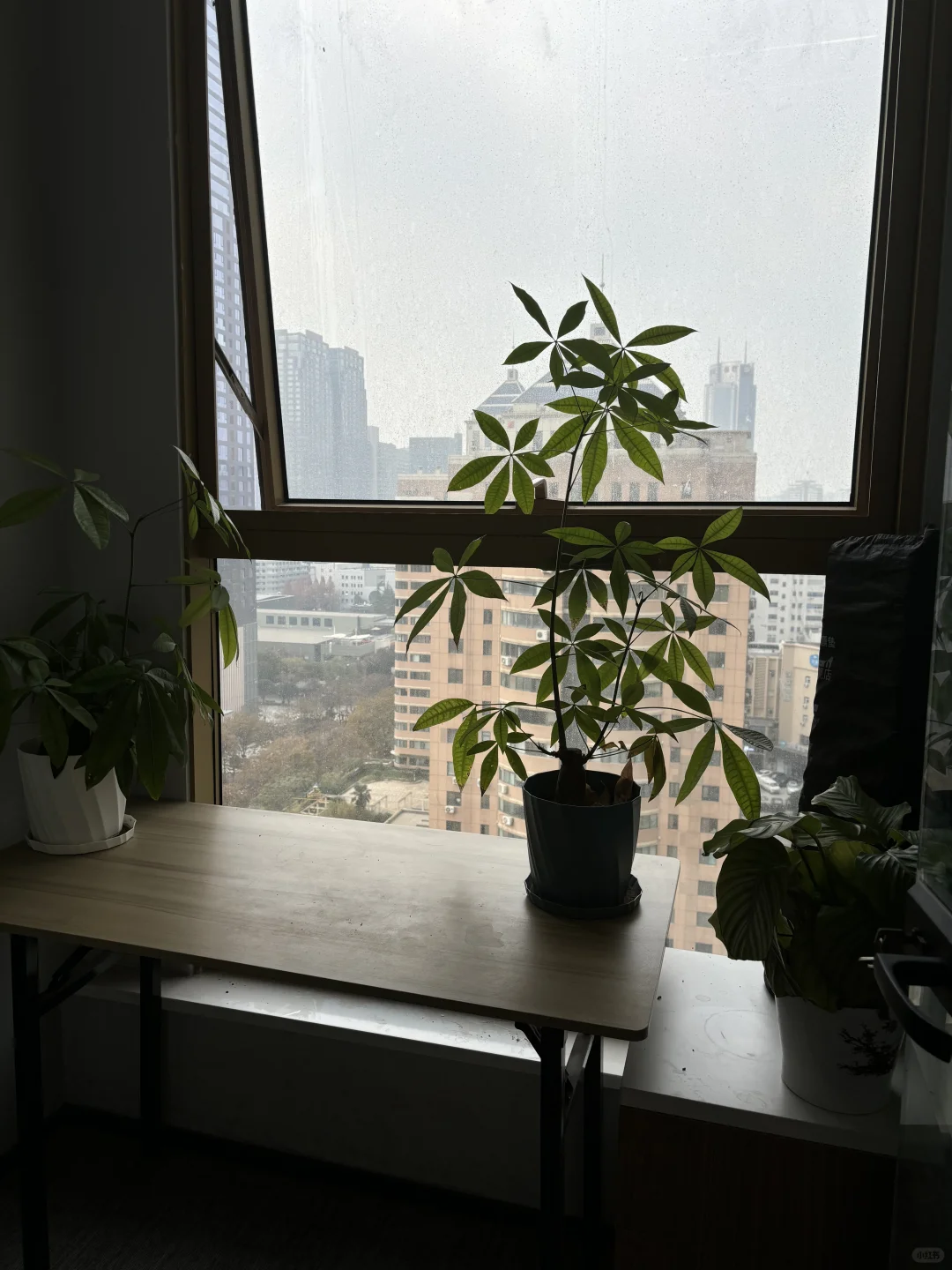 回西安了！这样安静的办公氛围你喜欢吗