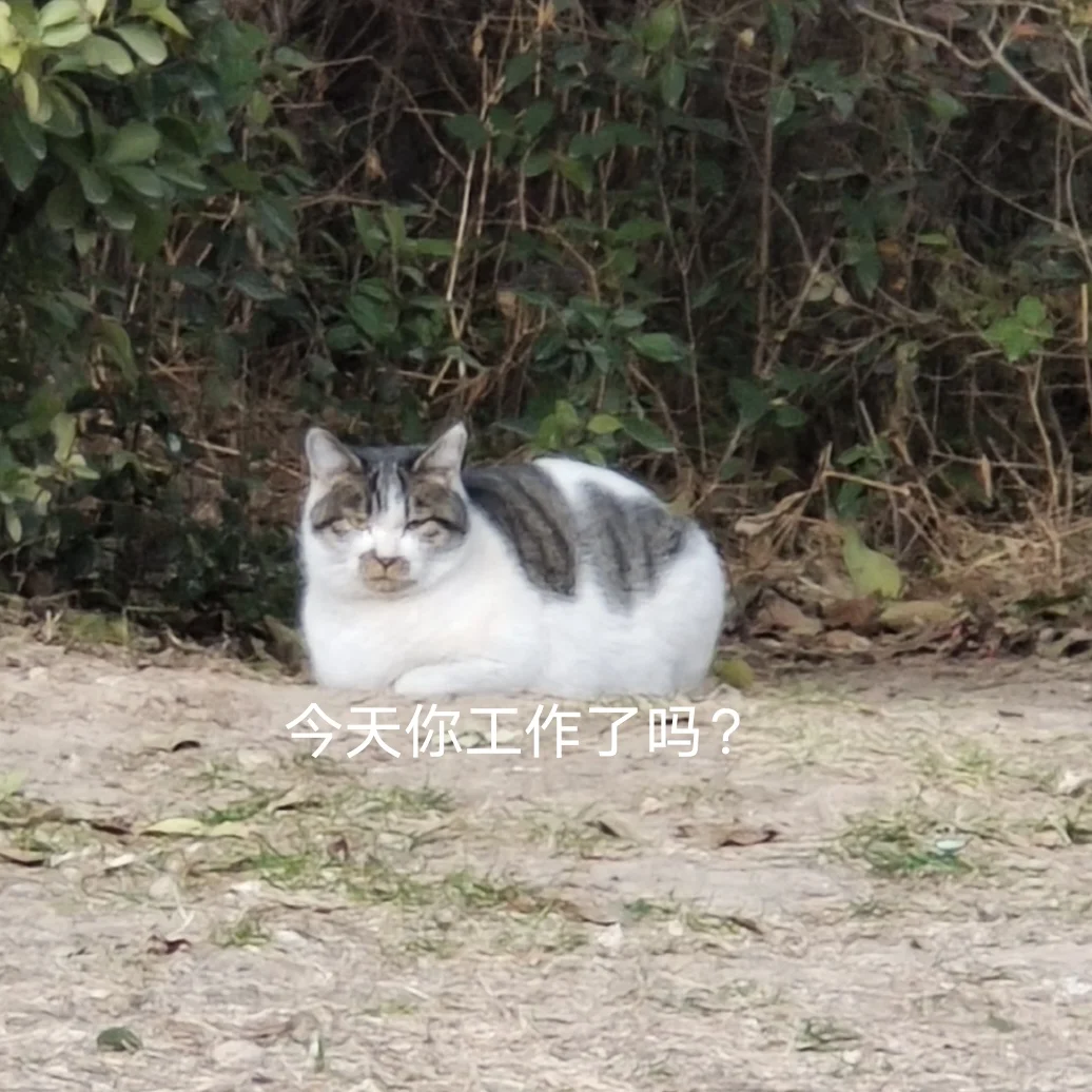 公司招人了！！！