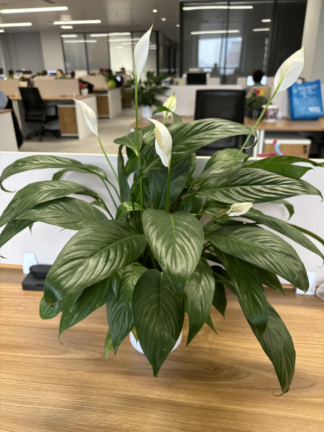 回西安了！这样安静的办公氛围你喜欢吗