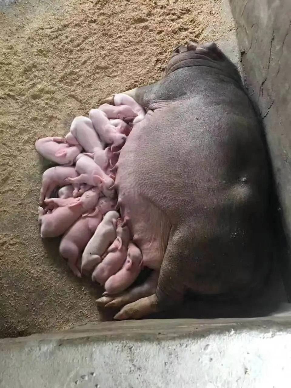 葫芦岛原种母猪价格