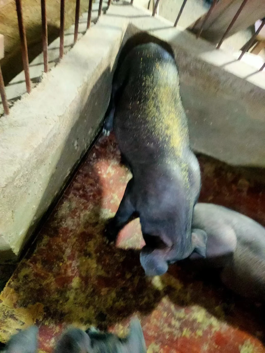 葫芦岛原种母猪价格