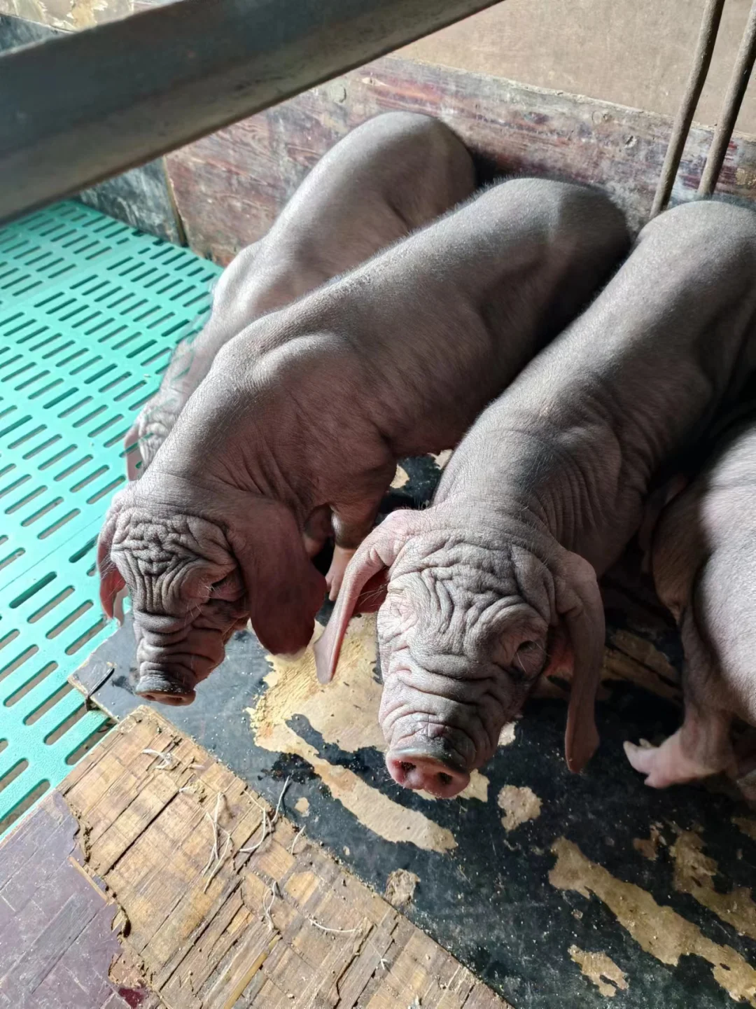 葫芦岛原种母猪价格