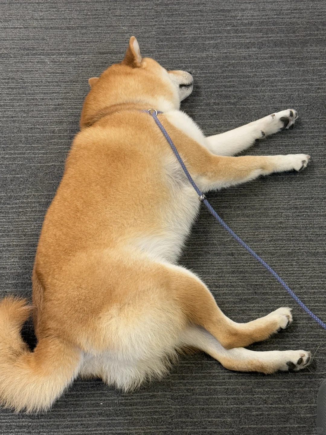 Klook客路｜💡神仙公司等你来