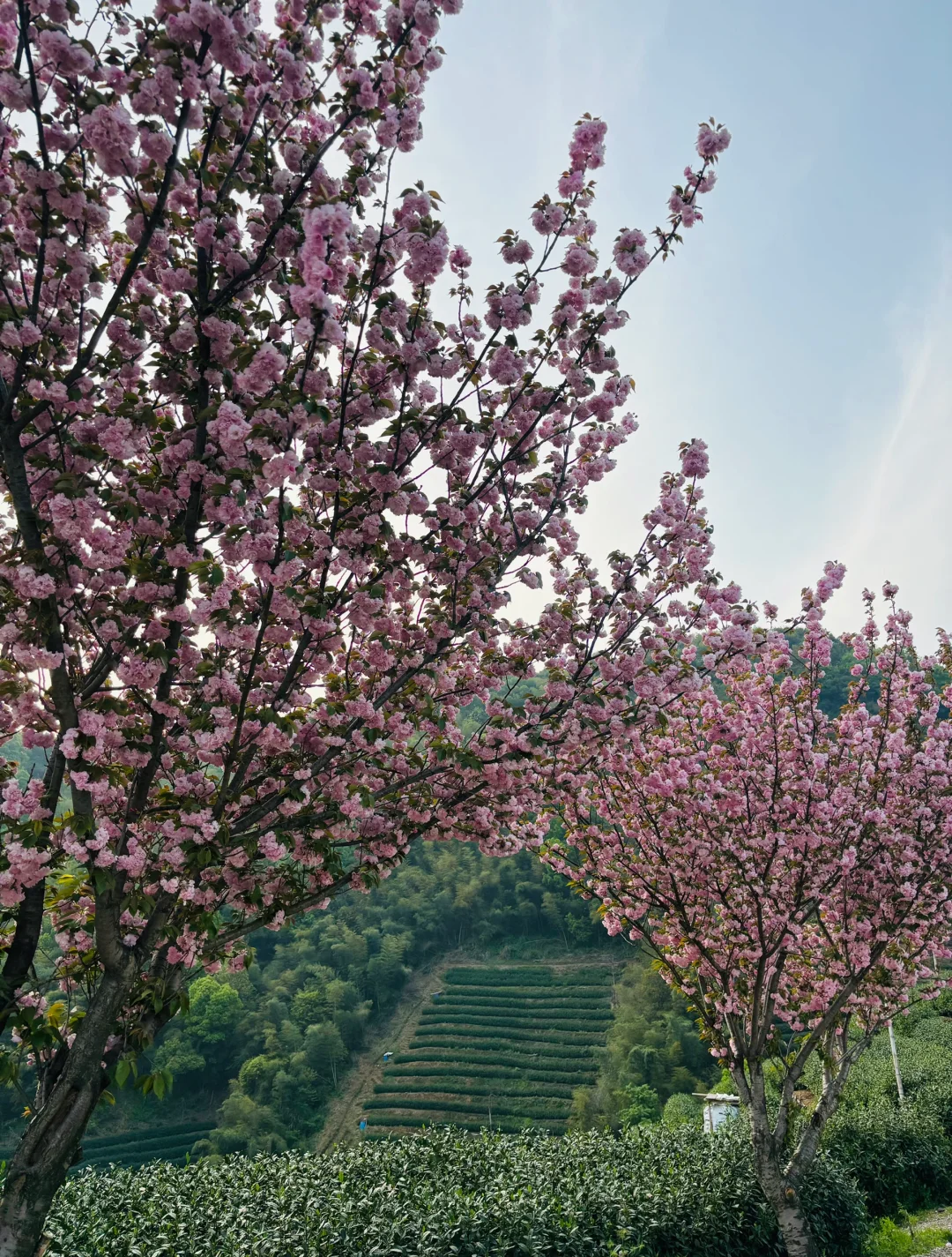以为龙井村够美了，直到我去了杭州富阳拔山…