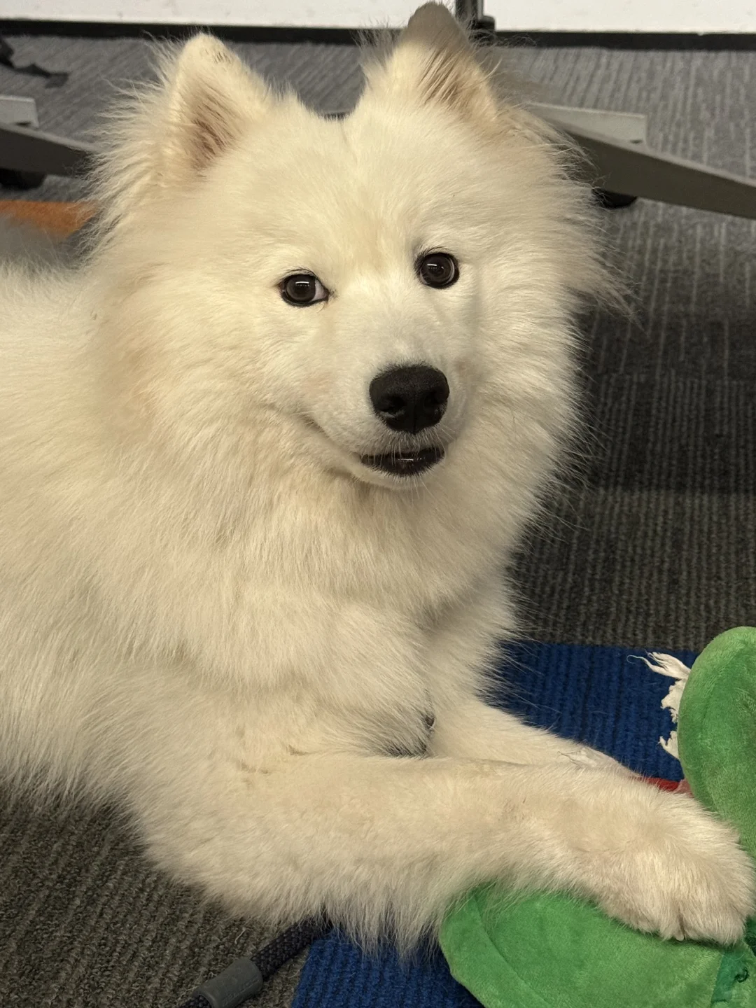 Klook客路｜💡神仙公司等你来