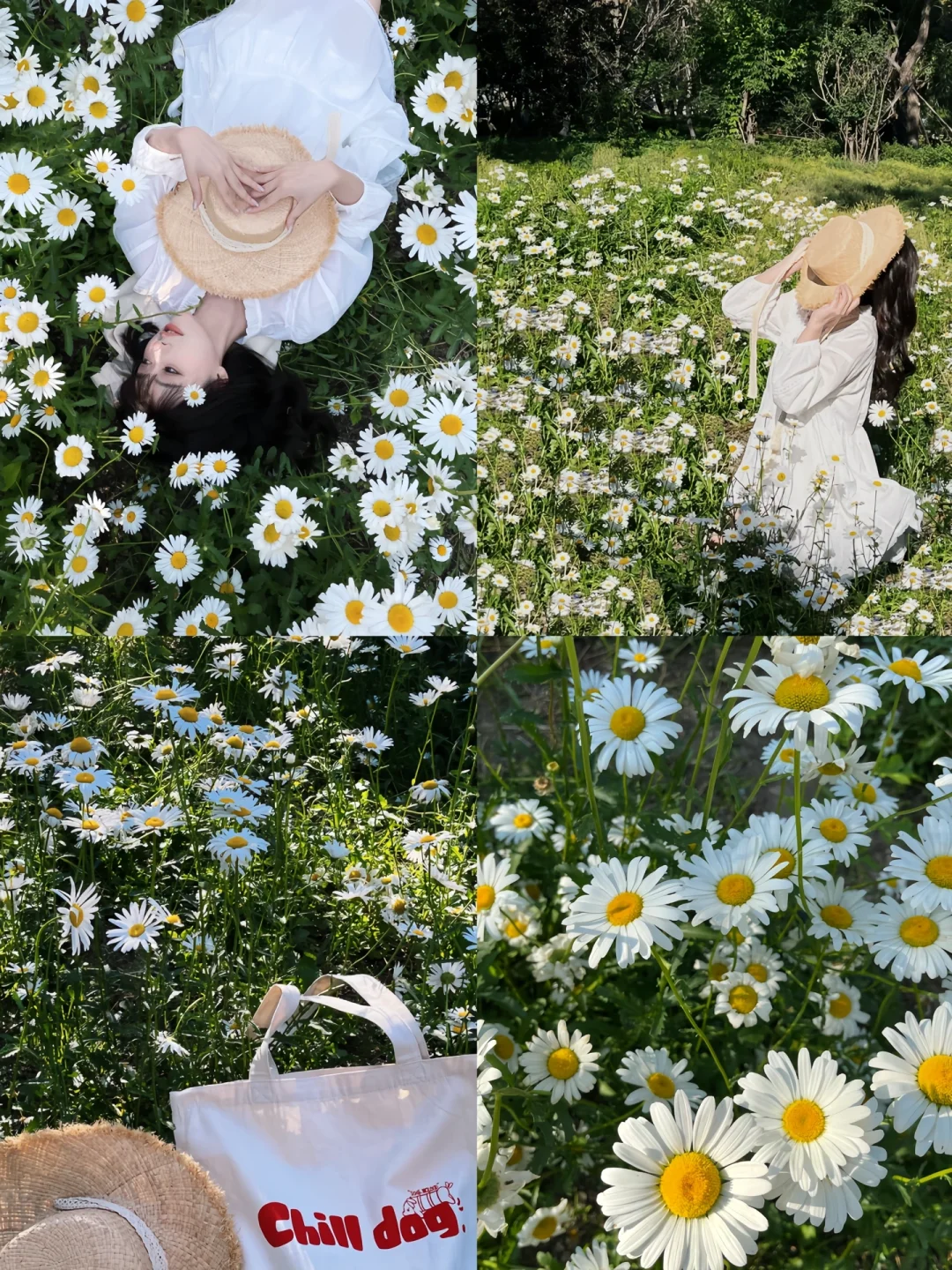 接下来的沈阳将会是这样！🌷（附花期&地址）