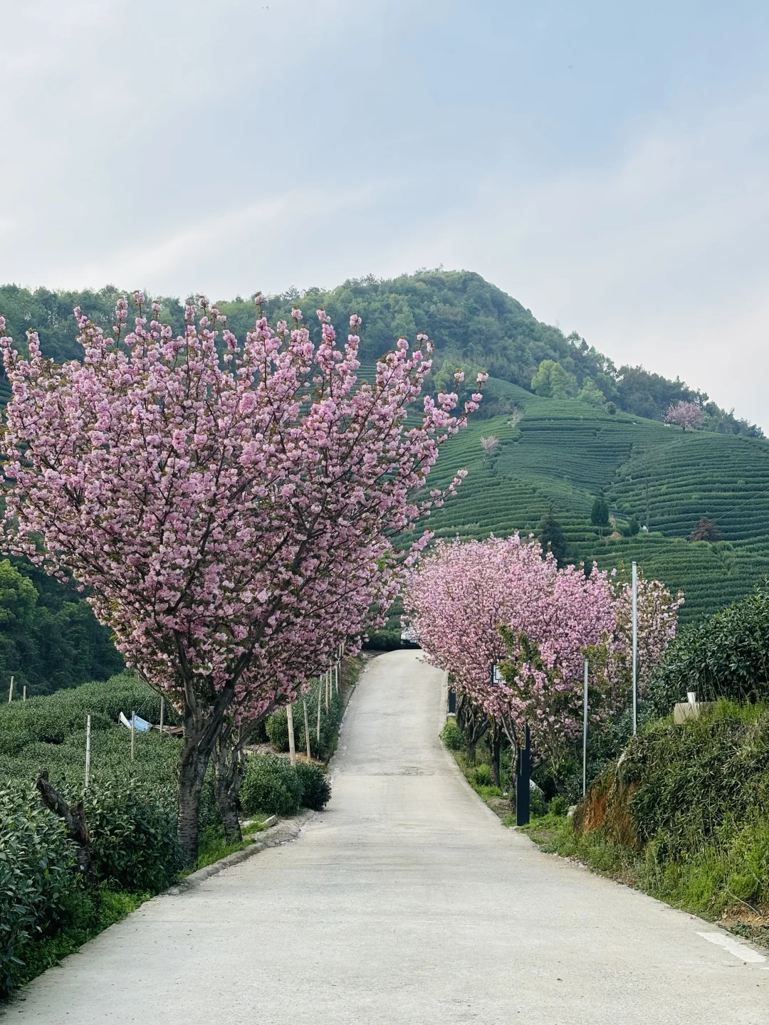 以为龙井村够美了，直到我去了杭州富阳拔山…