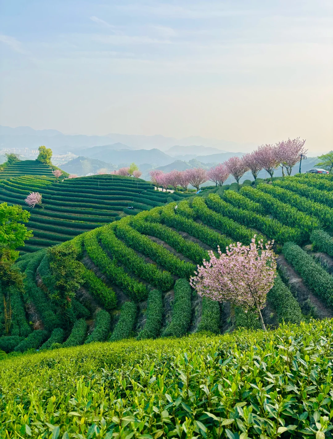 以为龙井村够美了，直到我去了杭州富阳拔山…