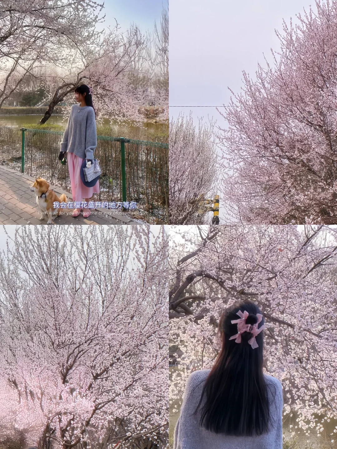 接下来的沈阳将会是这样！🌷（附花期&地址）