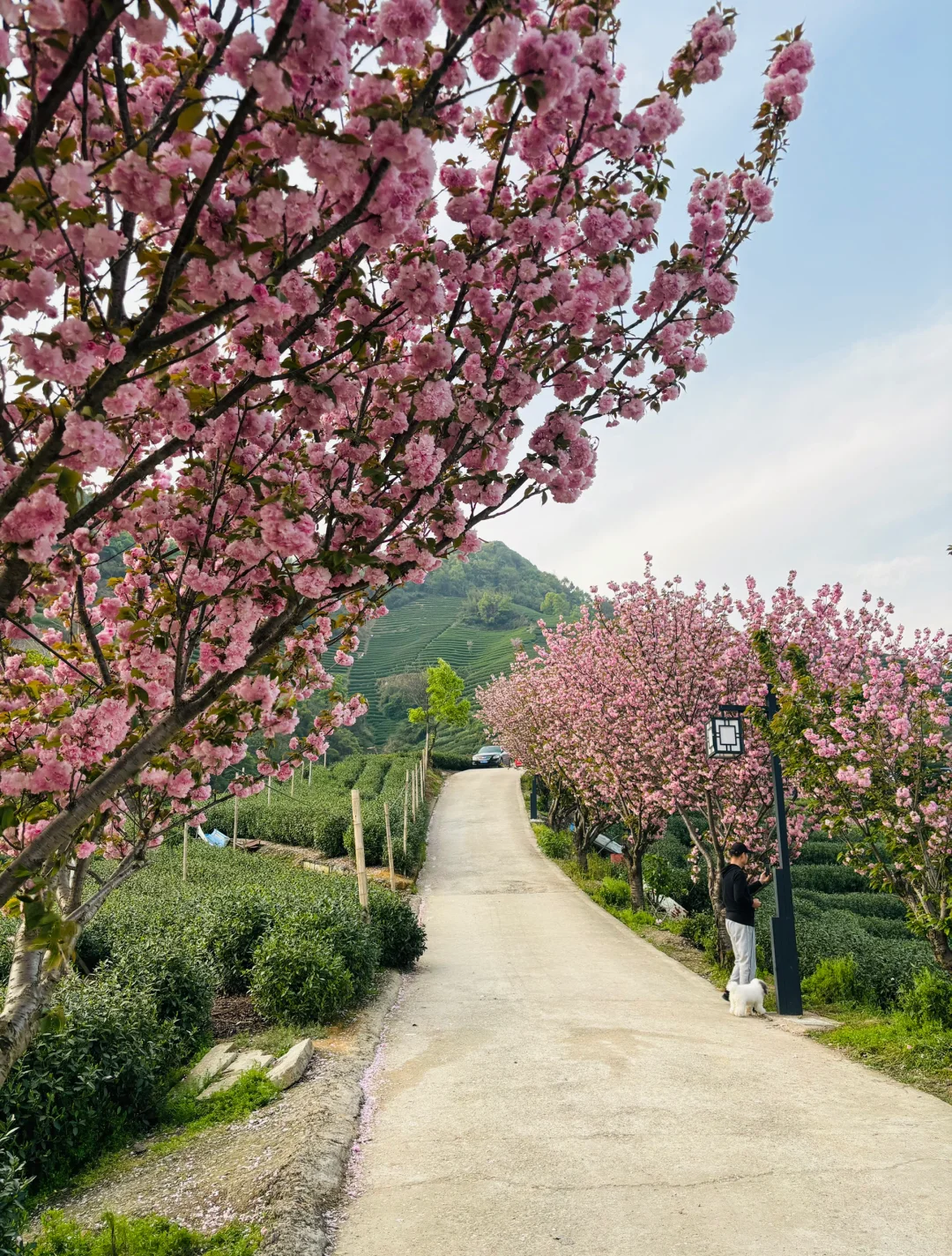 以为龙井村够美了，直到我去了杭州富阳拔山…