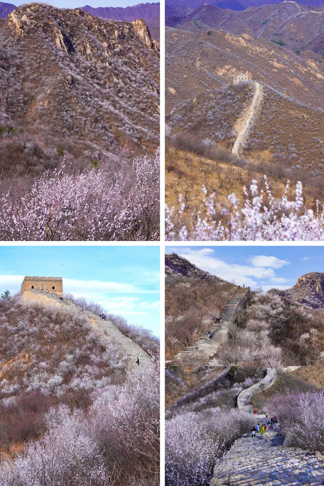 在北京🌸春天一定一定要去看一次花海长城🆓