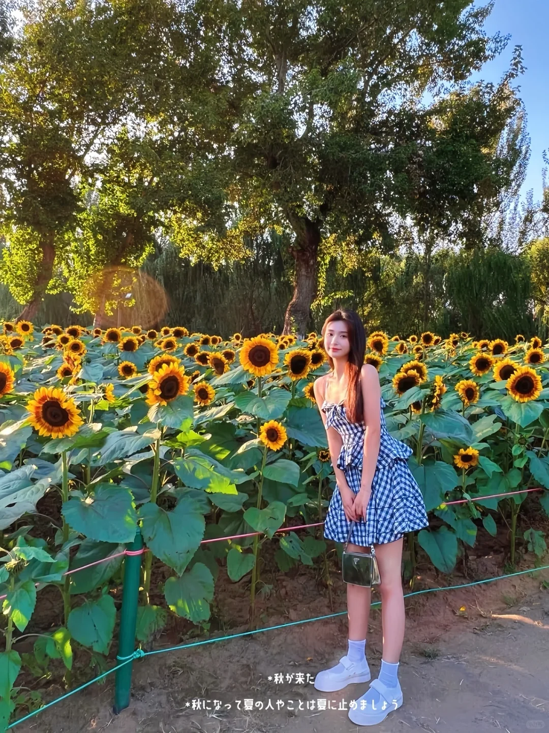 接下来的沈阳将会是这样！🌷（附花期&地址）