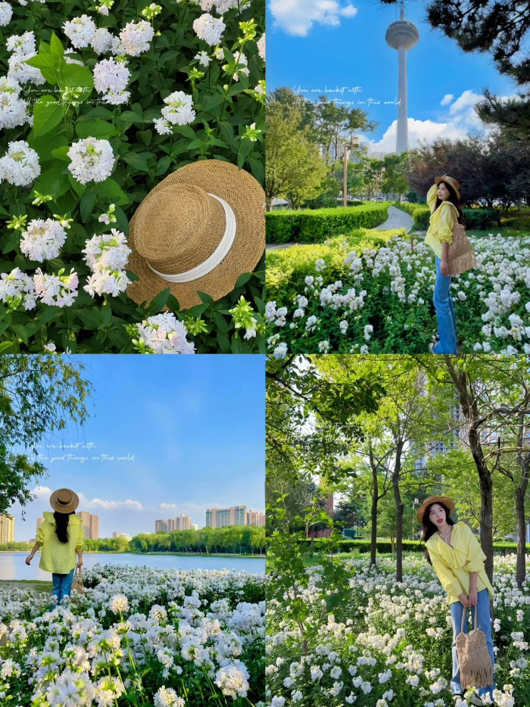 接下来的沈阳将会是这样！🌷（附花期&地址）