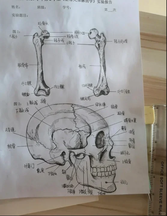 解剖学知识丝滑地进入到我的脑子~