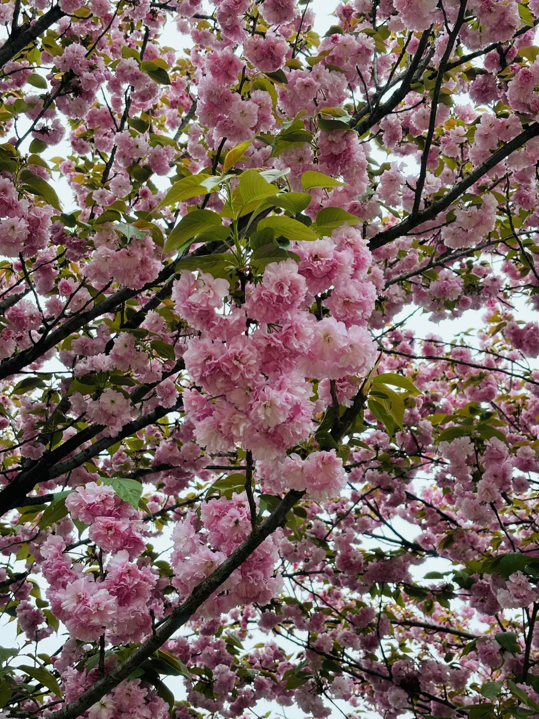 以为龙井村够美了，直到我去了杭州富阳拔山…