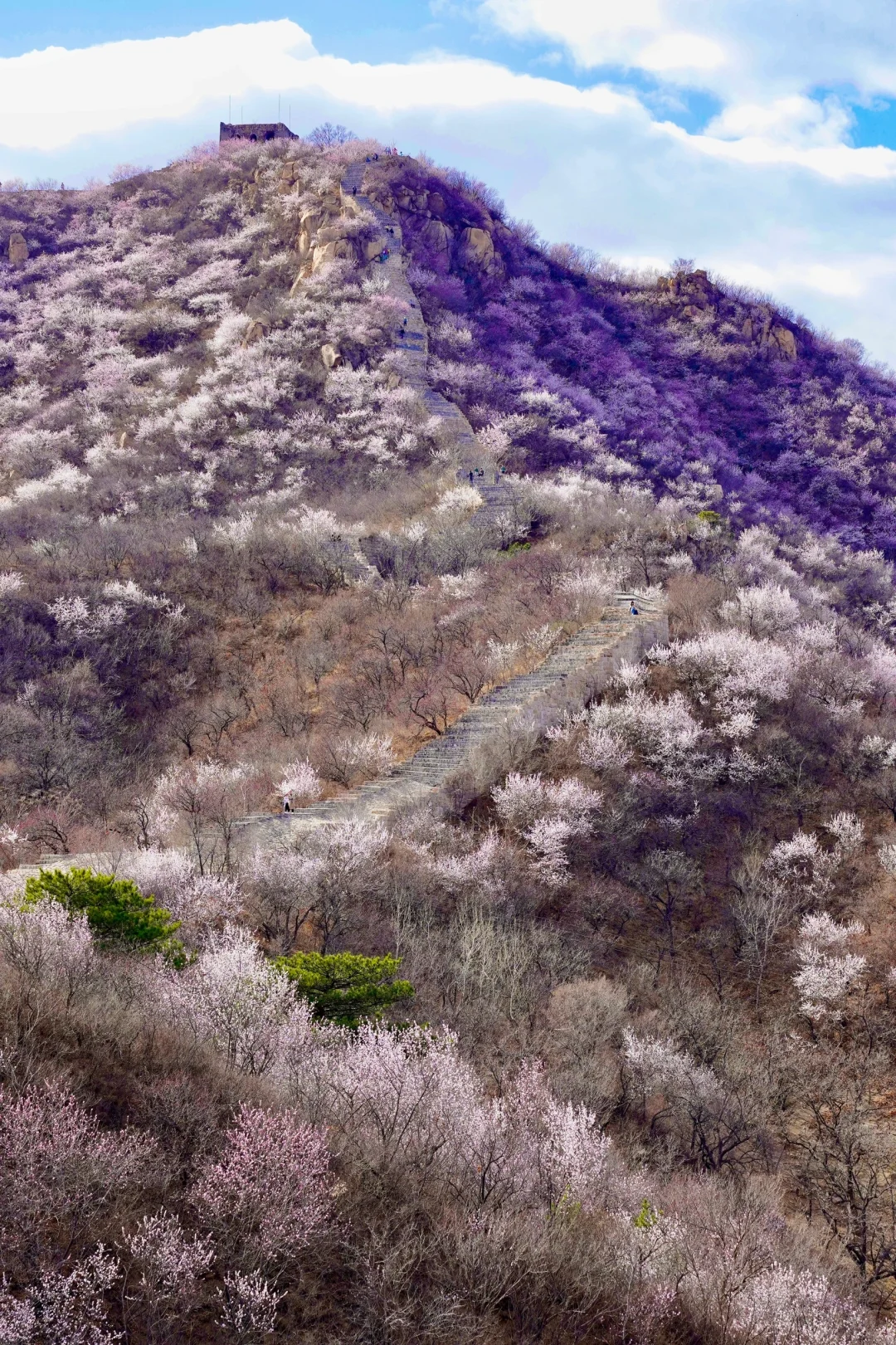 在北京🌸春天一定一定要去看一次花海长城🆓
