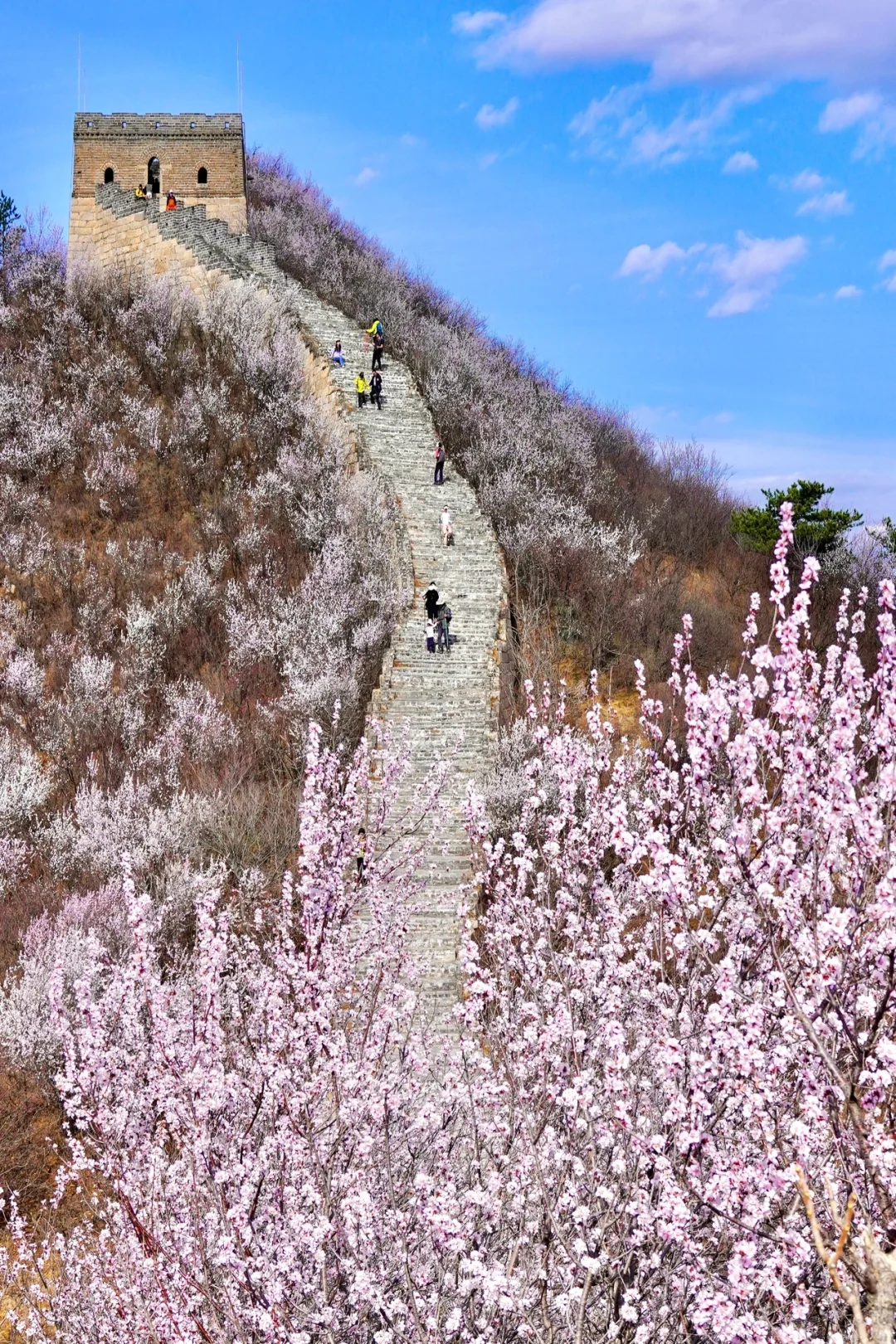 在北京🌸春天一定一定要去看一次花海长城🆓
