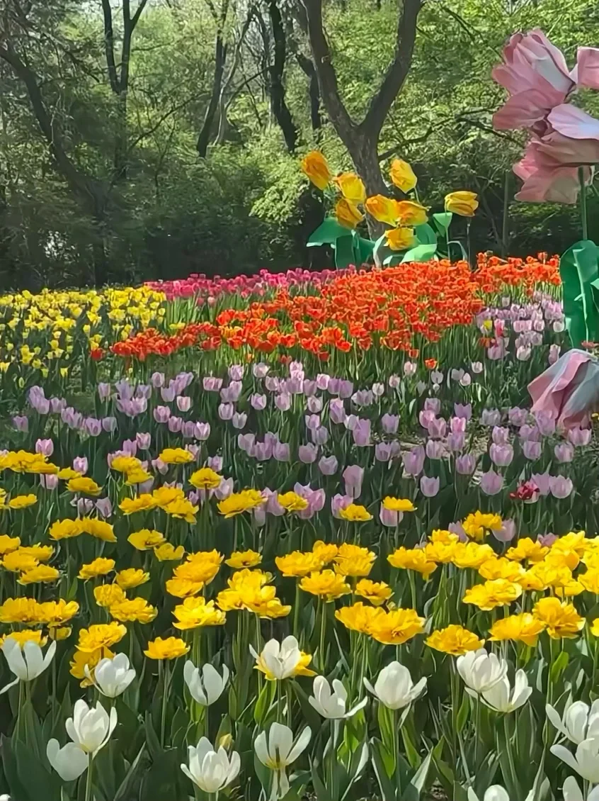 接下来的沈阳将会是这样！🌷（附花期&地址）