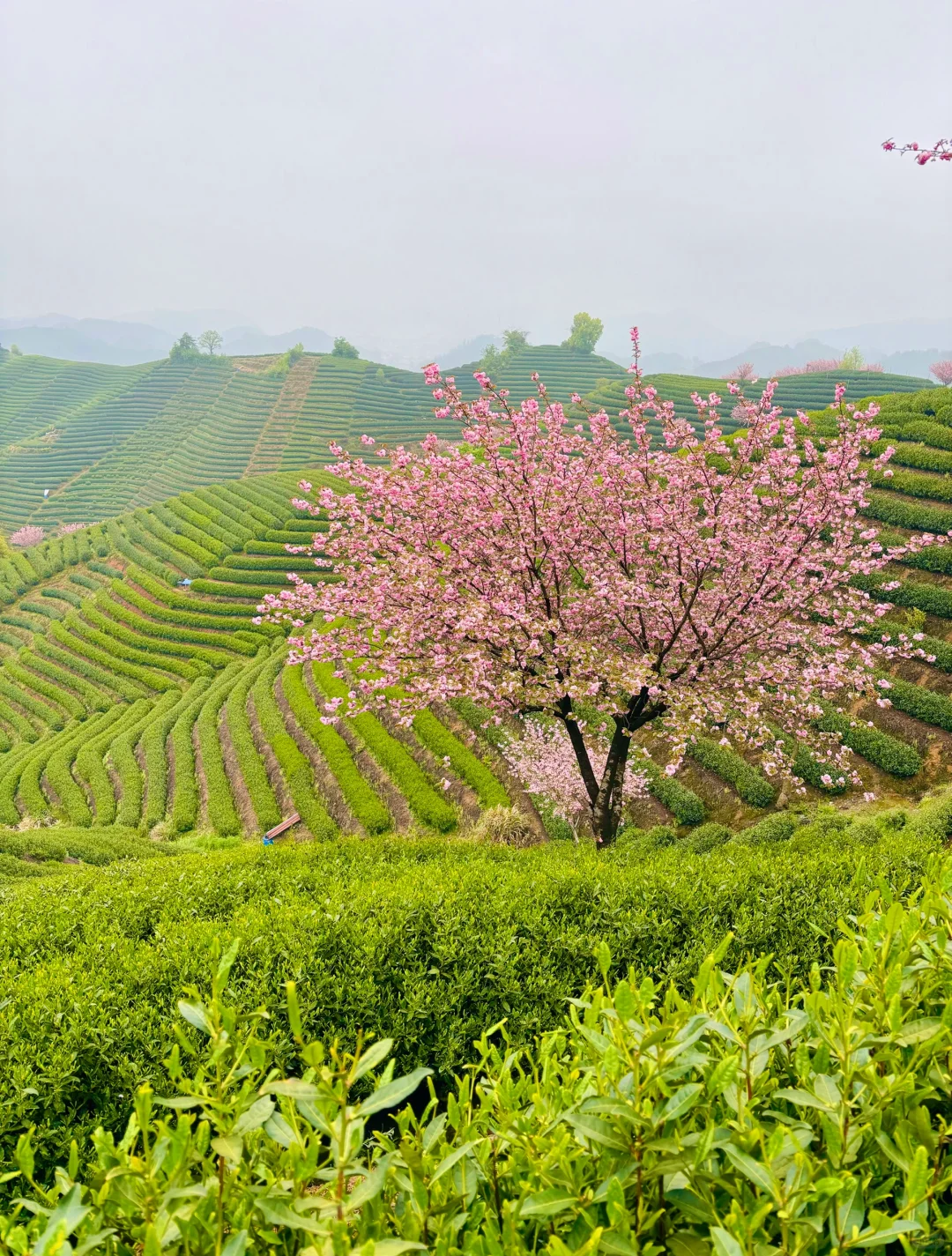 以为龙井村够美了，直到我去了杭州富阳拔山…