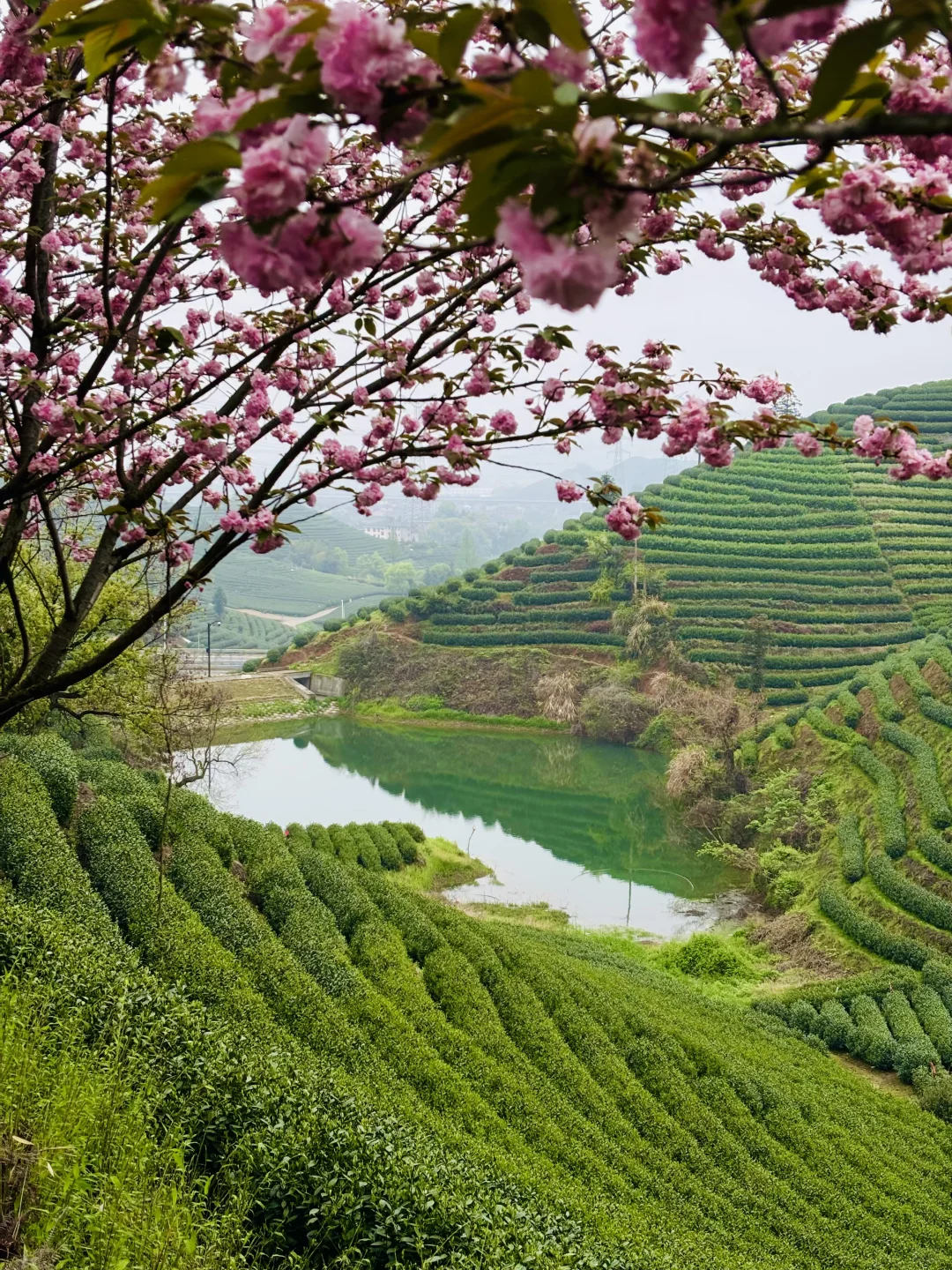 以为龙井村够美了，直到我去了杭州富阳拔山…