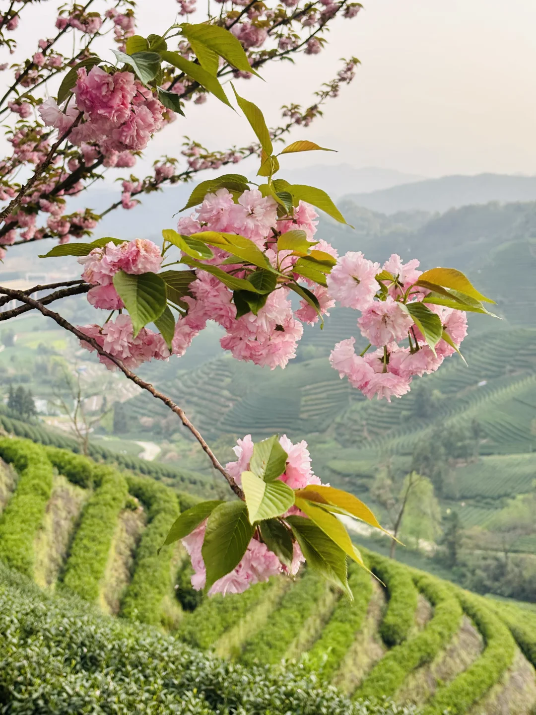 以为龙井村够美了，直到我去了杭州富阳拔山…