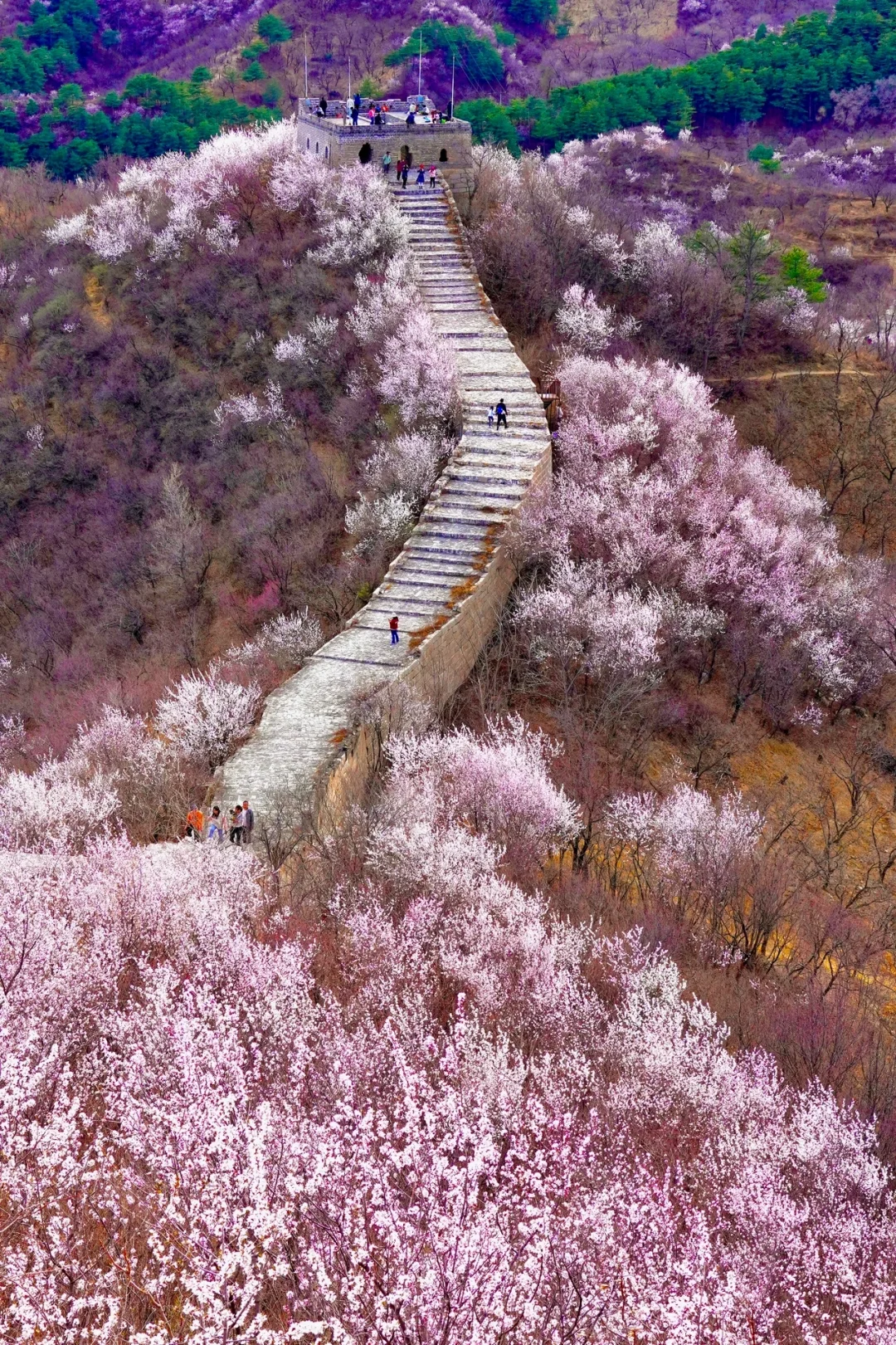 在北京🌸春天一定一定要去看一次花海长城🆓