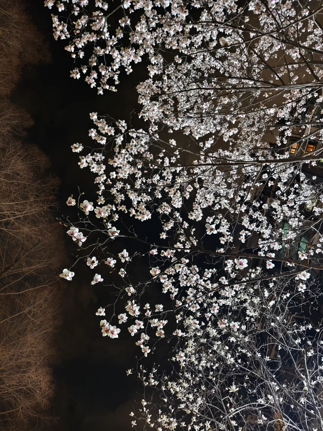大学老师 | 非升即走是真“走”了