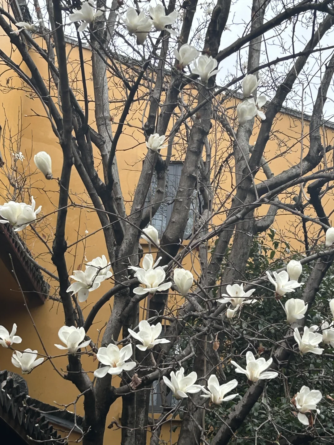 公司急招！！面试就过