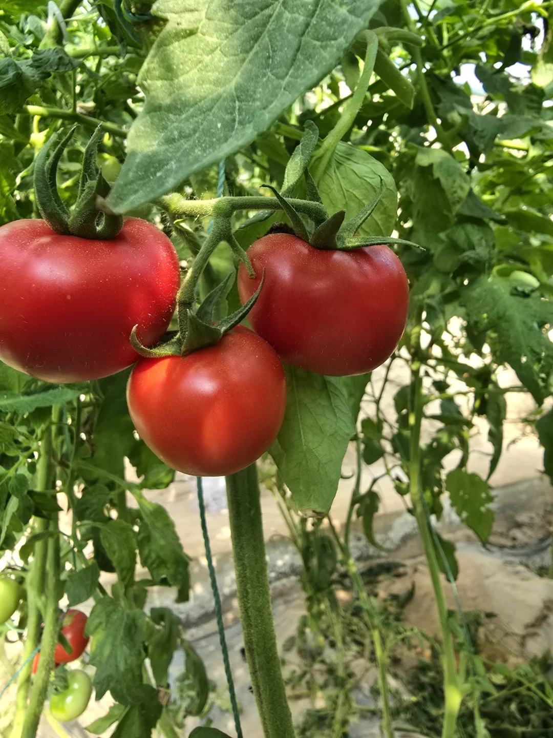 招农业园区工人——大棚种植