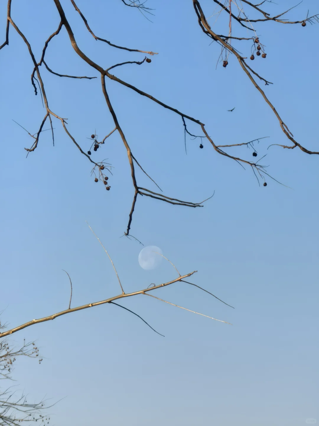 无锡电信，招人，招人，招人！