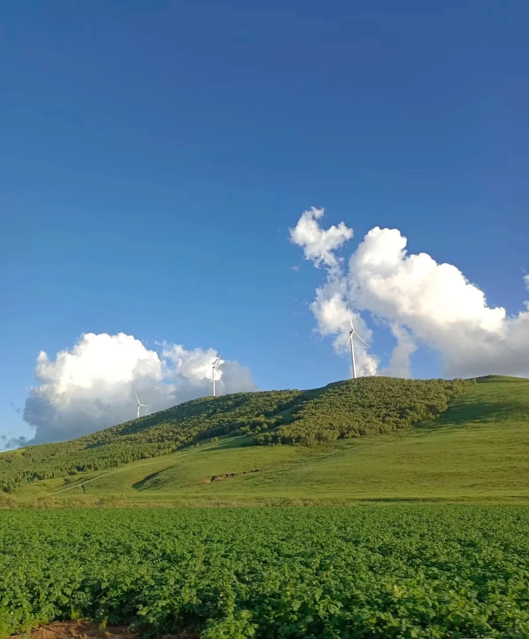 招聘舞蹈演员 马头琴 主持人 歌手
