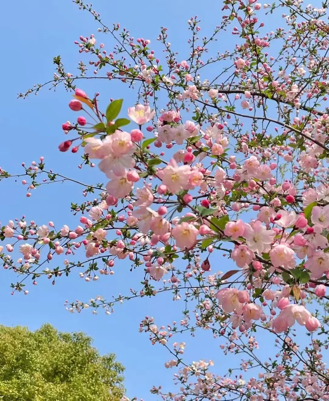 即墨央企企业30岁以下速看