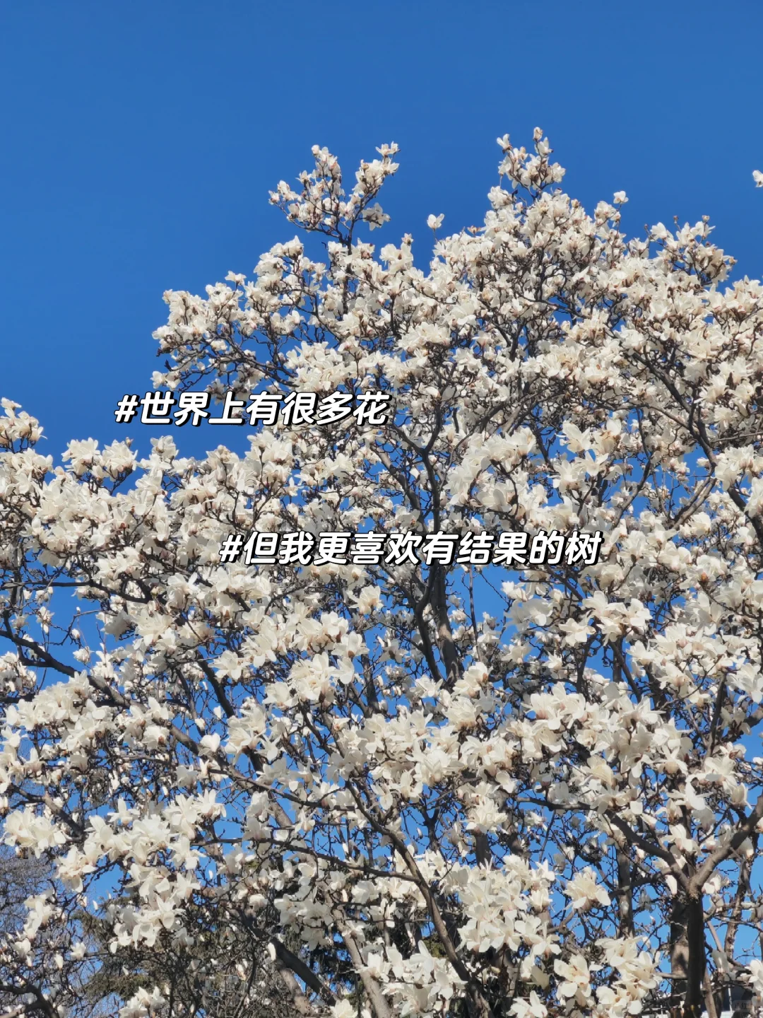 PLOG｜避不开科研就把它拿下！