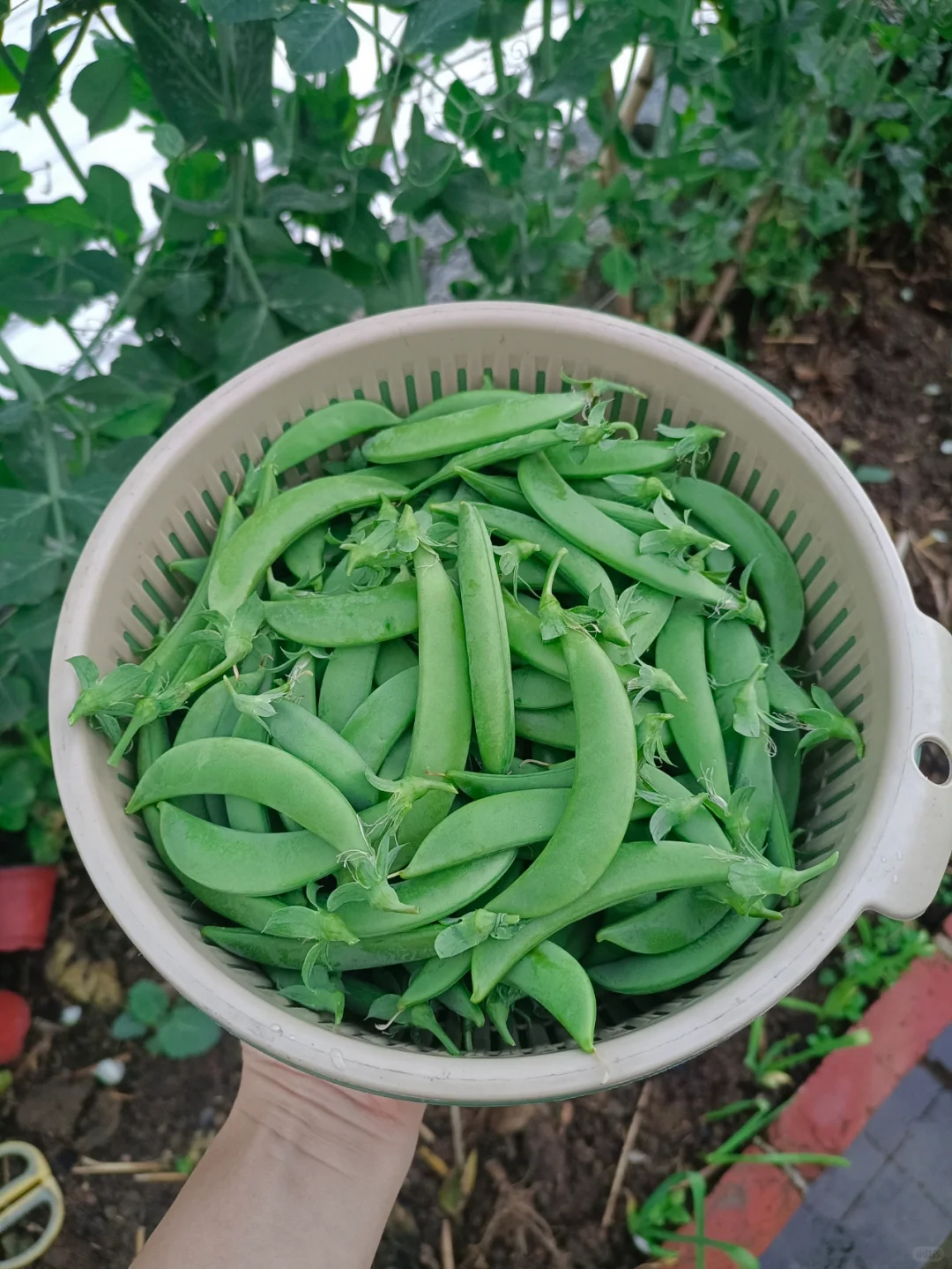 找了个统计员的工作，真是太难为我了吧😂