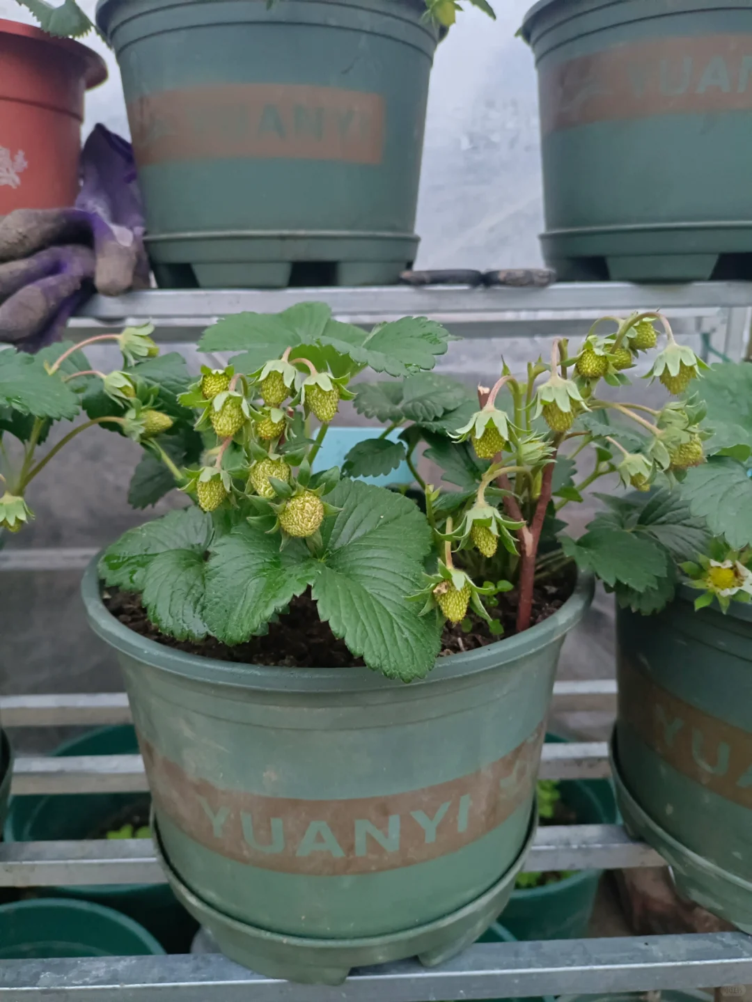 找了个统计员的工作，真是太难为我了吧😂