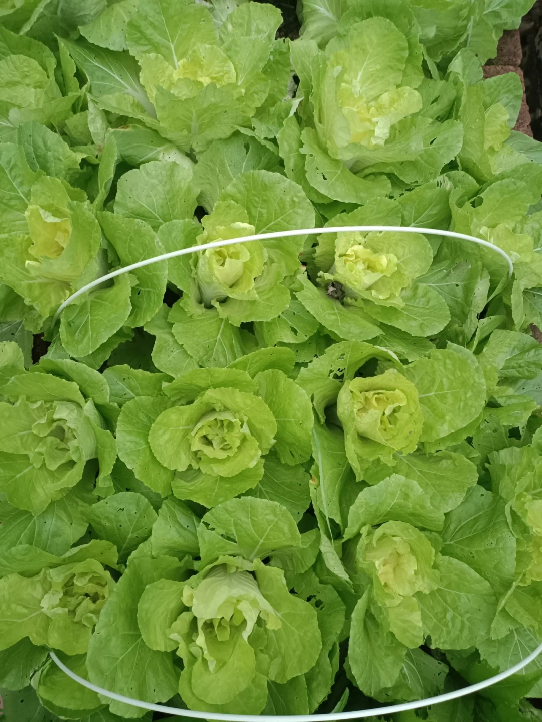 找了个统计员的工作，真是太难为我了吧😂