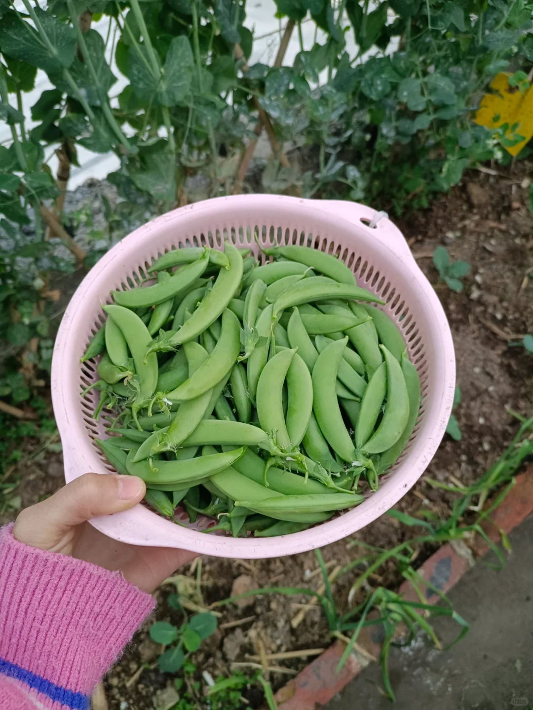 找了个统计员的工作，真是太难为我了吧😂