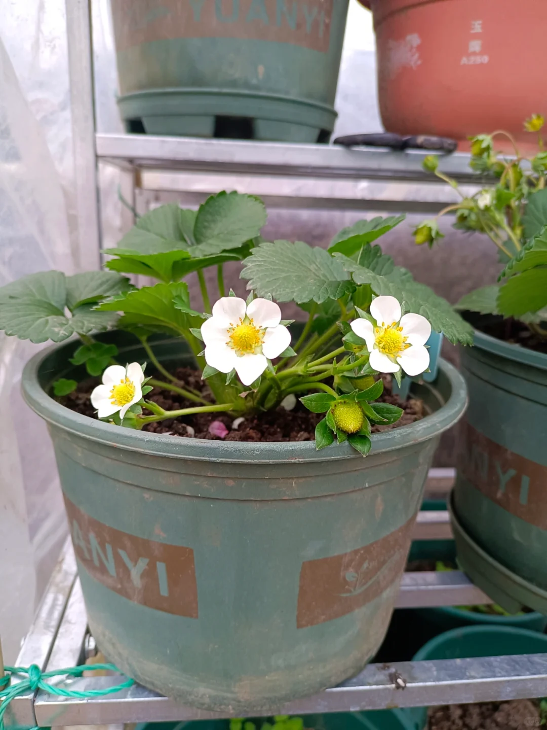 找了个统计员的工作，真是太难为我了吧😂