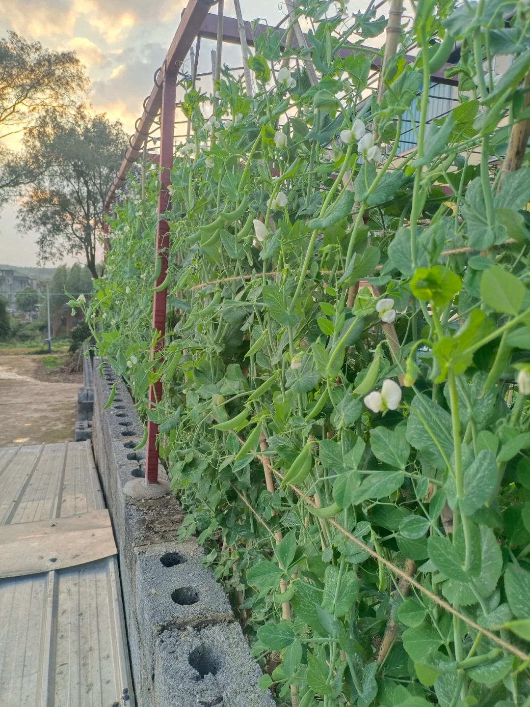 找了个统计员的工作，真是太难为我了吧😂