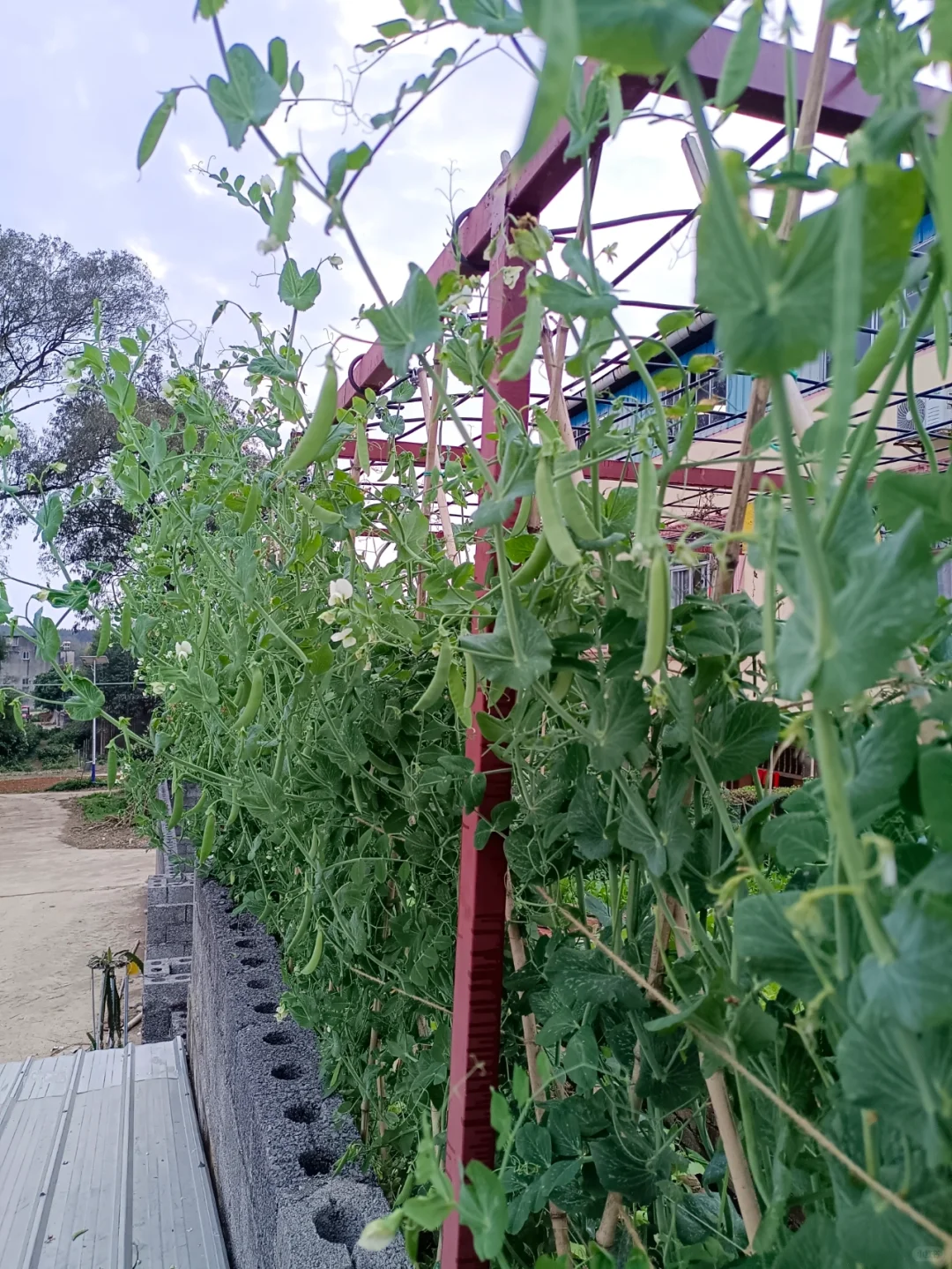 找了个统计员的工作，真是太难为我了吧😂