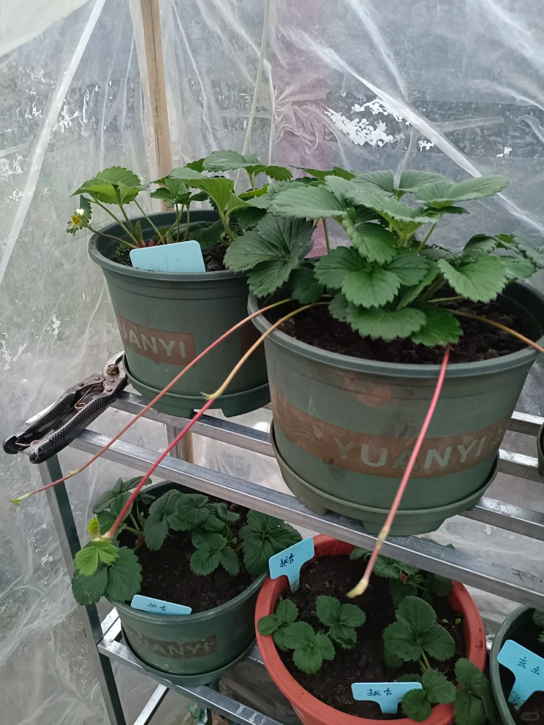 找了个统计员的工作，真是太难为我了吧😂